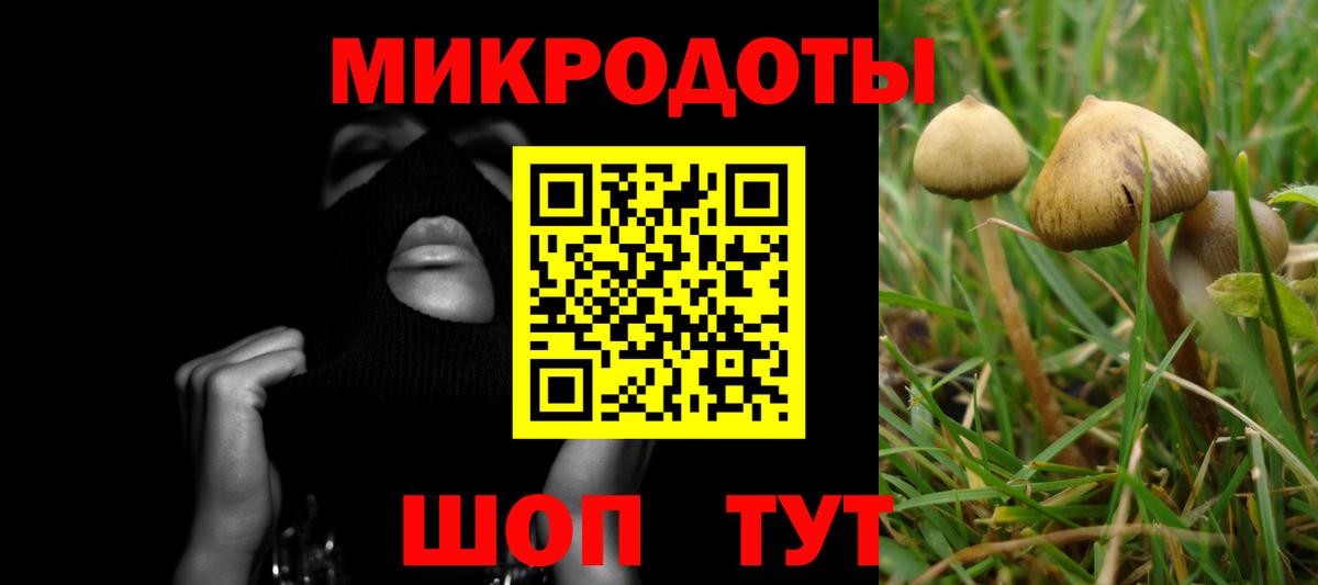 Псилоцибиновые грибы Psilocybine cubensis Майский